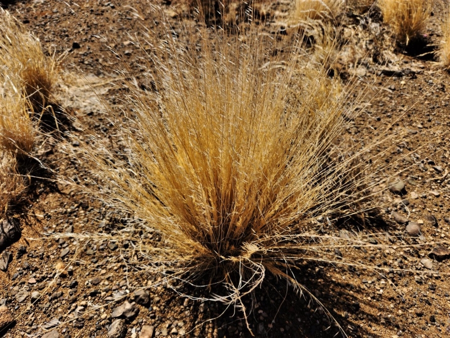 Commercial Property for Sale in Kakamas Rural Northern Cape